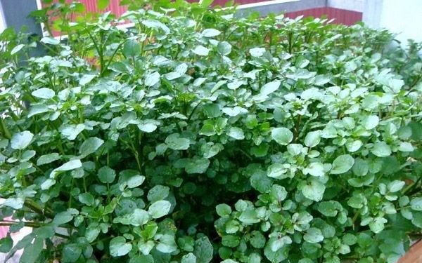 Món ăn, bài thuốc từ cải xoong hỗ trợ chữa bệnh