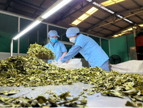 Dược liệu sạch – điều kiện sống còn của ngành Nam y