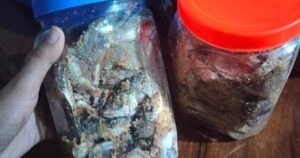 Nguy cơ ngộ độc Botulinum từ cá ủ chua: Khi món ăn truyền thống tiềm ẩn nguy cơ tử vong