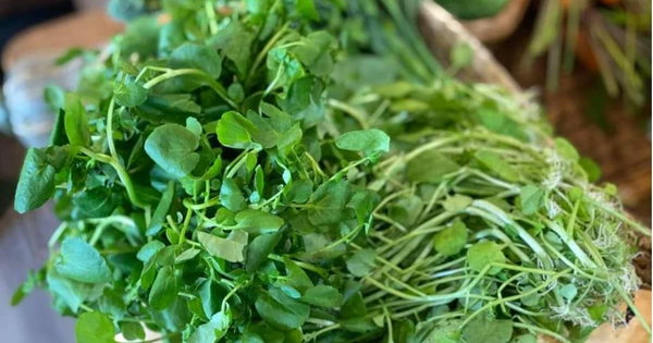 Loại rau từng bị coi như cỏ dại nhưng lại tốt cho gan