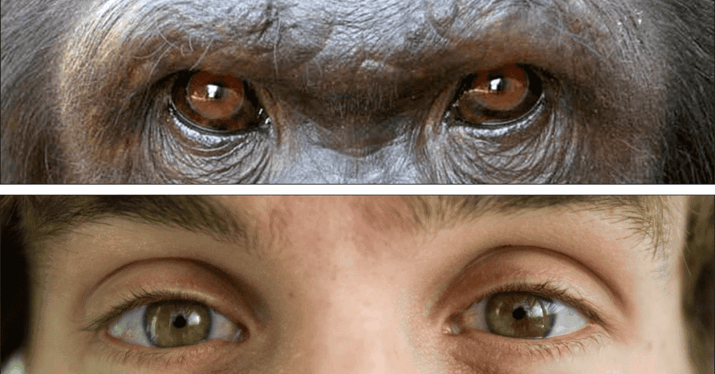 Tại sao con người có màu mắt khác các loài linh trưởng còn lại?