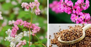 Bí mật sức khỏe trong một tách trà