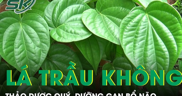 Lá trầu không thảo dược quý, dưỡng gan bổ não