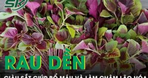 Rau dền bình dân nhưng giàu sắt giúp bổ máu và làm chậm lão hóa