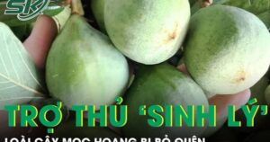 Cây mọc hoang bị bỏ quên hóa ‘trợ thủ’ sinh lý nam giới
