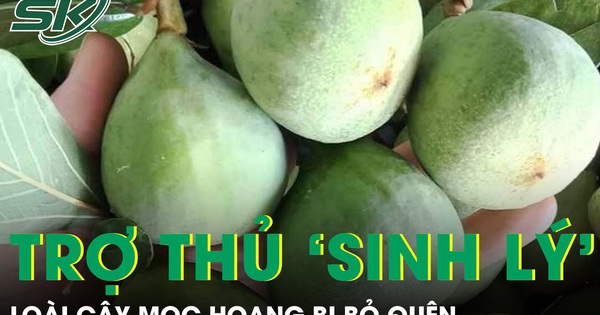 Cây mọc hoang bị bỏ quên hóa ‘trợ thủ’ sinh lý nam giới