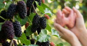 4 lý do người bệnh tuyến giáp nên ăn quả dâu tằm