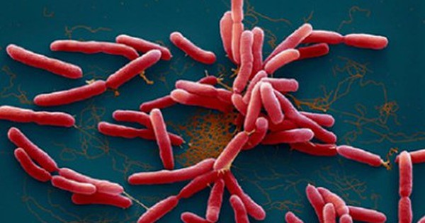 Bệnh Whitmore làm 23 người tử vong tại Thái Lan, Bộ Y tế khuyến cáo người dân 8 biện pháp phòng chống