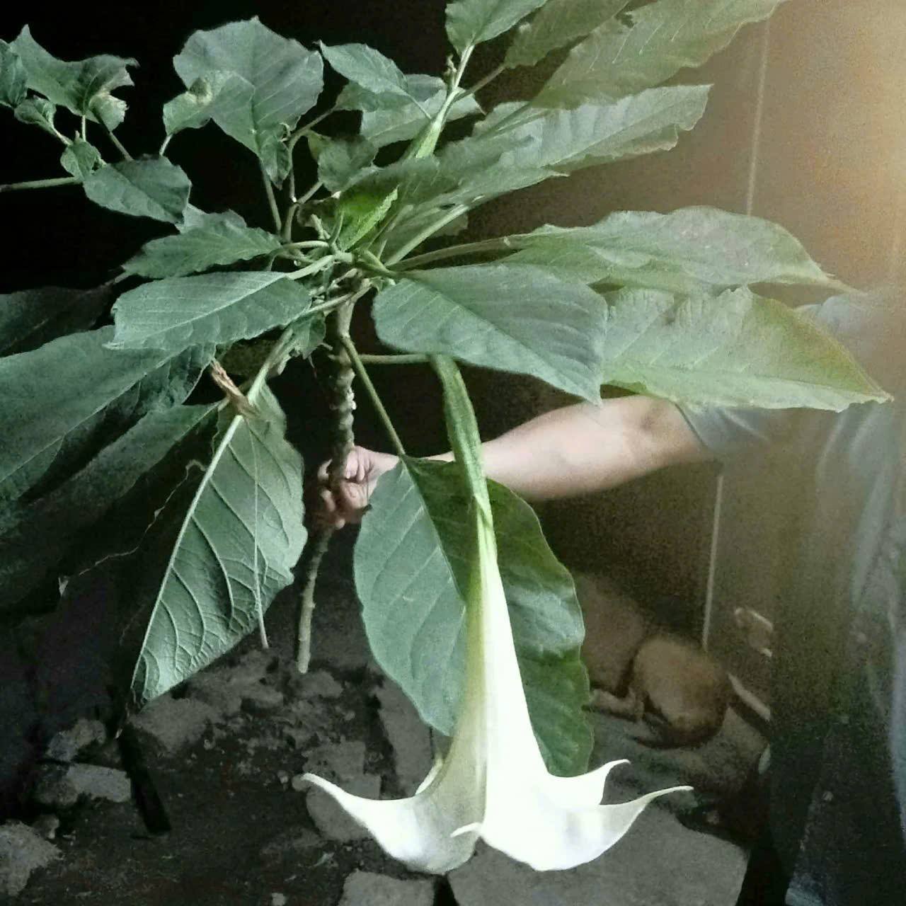 Ăn rau rừng lạ, 3 người trong một gia đình nhập viện cấp cứu- Ảnh 2.