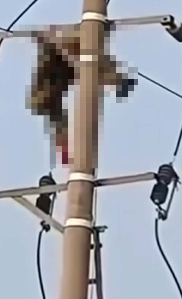 Nam sinh lớp 8 tử vong trên cột điện trung thế- Ảnh 1.