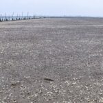 Người dân thiệt hại tiền tỷ vì ngao bất ngờ chết trắng bãi