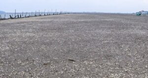 Người dân thiệt hại tiền tỷ vì ngao bất ngờ chết trắng bãi