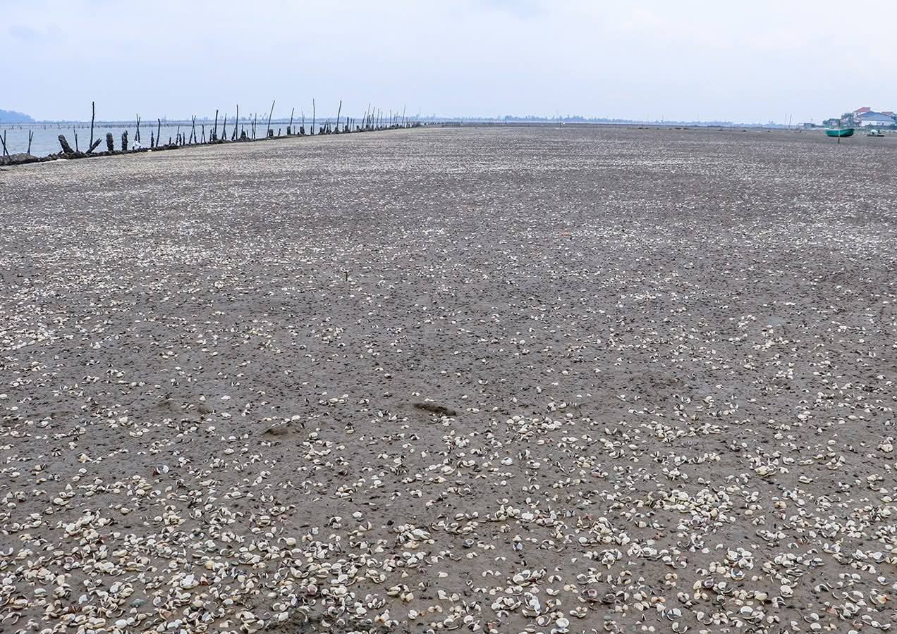 Người dân thiệt hại tiền tỷ vì ngao bất ngờ chết trắng bãi- Ảnh 1.
