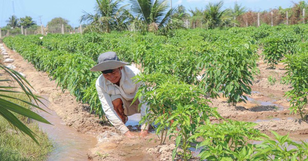 Vùng đất ‘tâm hạn’ ở Khánh Hoà được hồi sinh