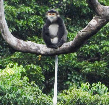 Những 'gia đình' voọc chà vá chân đen quý hiếm sinh sống tại Khánh Hòa- Ảnh 4.