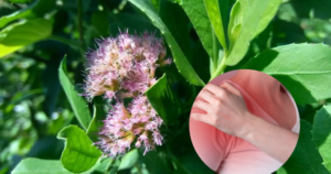 Tác dụng chữa đau nhức xương khớp của cúc tần