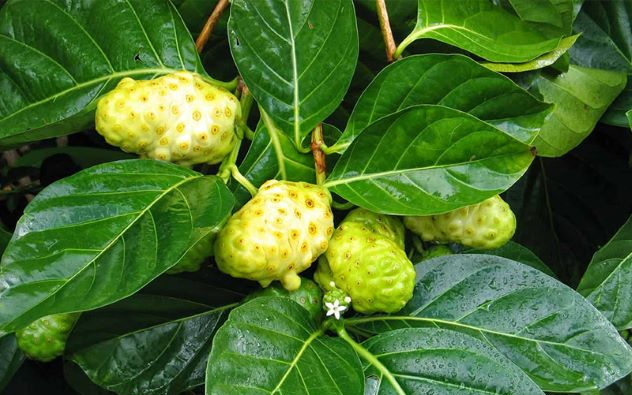 Bài thuốc chữa bệnh từ cây nhàu