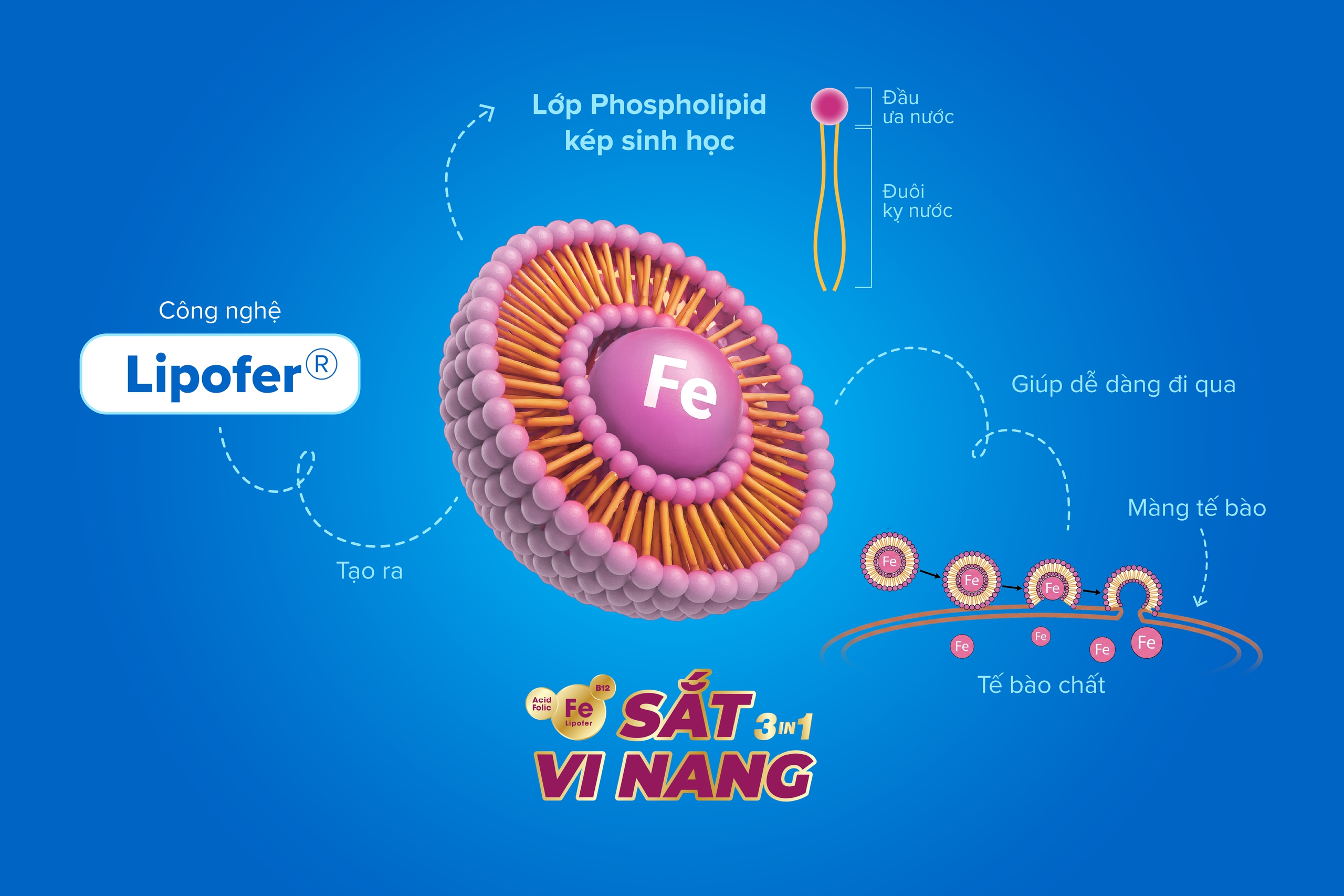 Sắt vi nang hấp thu cao thế hệ mới từ Italy- Ảnh 1.