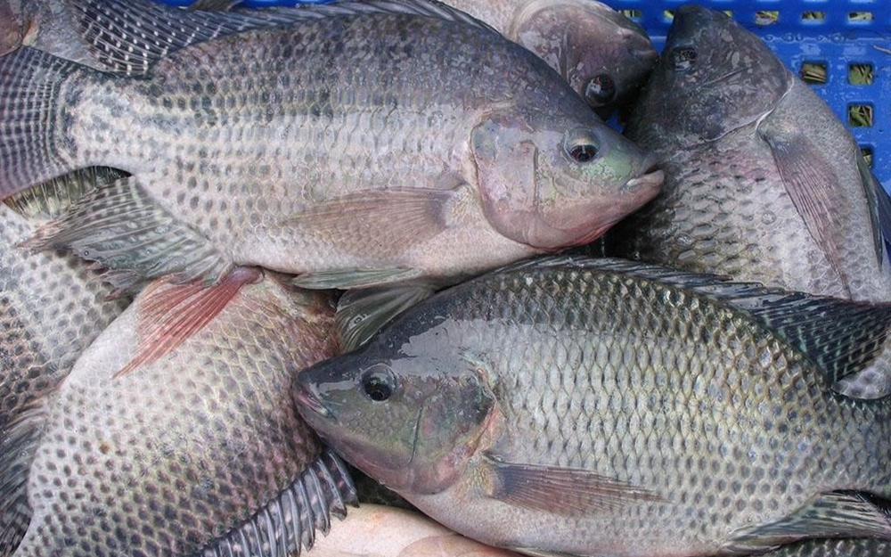 Những lợi ích và nguy cơ khi ăn cá rô phi