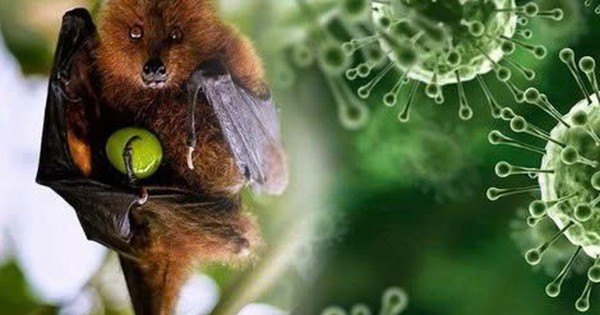 Trung Quốc ban hành hướng dẫn về virus Nipah