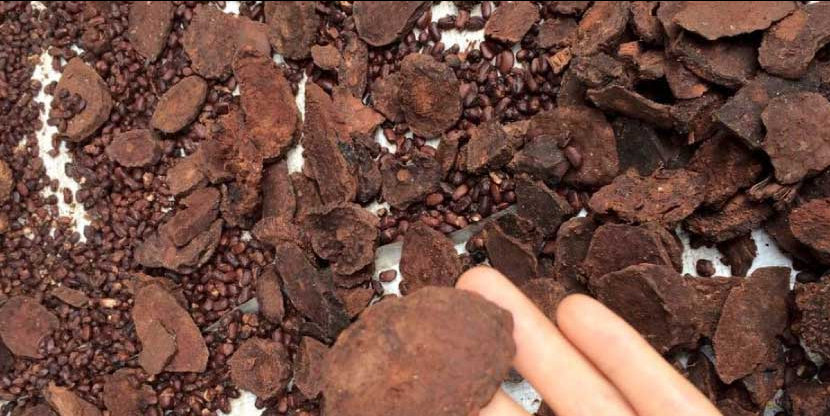 Cách sử dụng dâu tằm trị tóc bạc sớm theo Đông y- Ảnh 3.