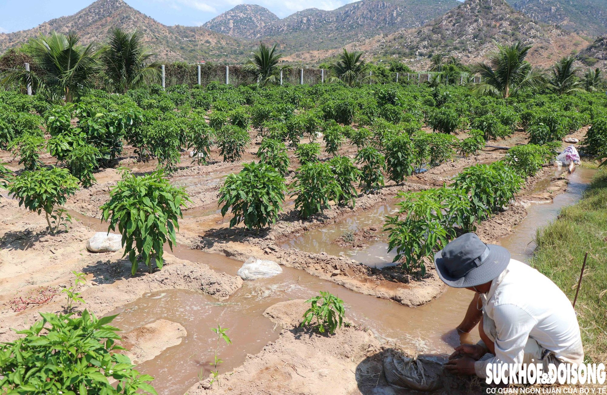 Vùng đất ‘tâm hạn’ ở Khánh Hoà được hồi sinh- Ảnh 7.