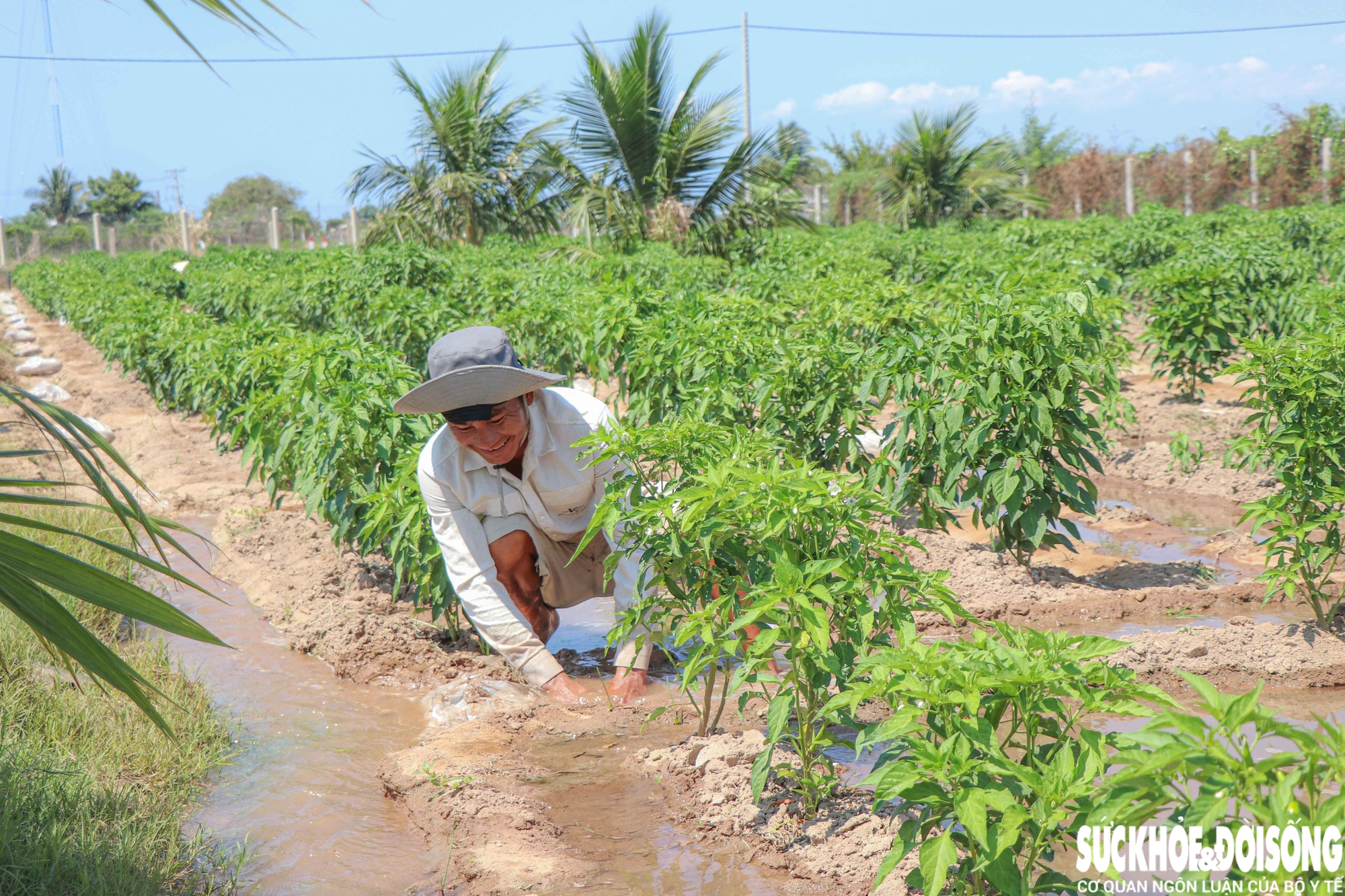 Vùng đất ‘tâm hạn’ ở Khánh Hoà được hồi sinh- Ảnh 4.
