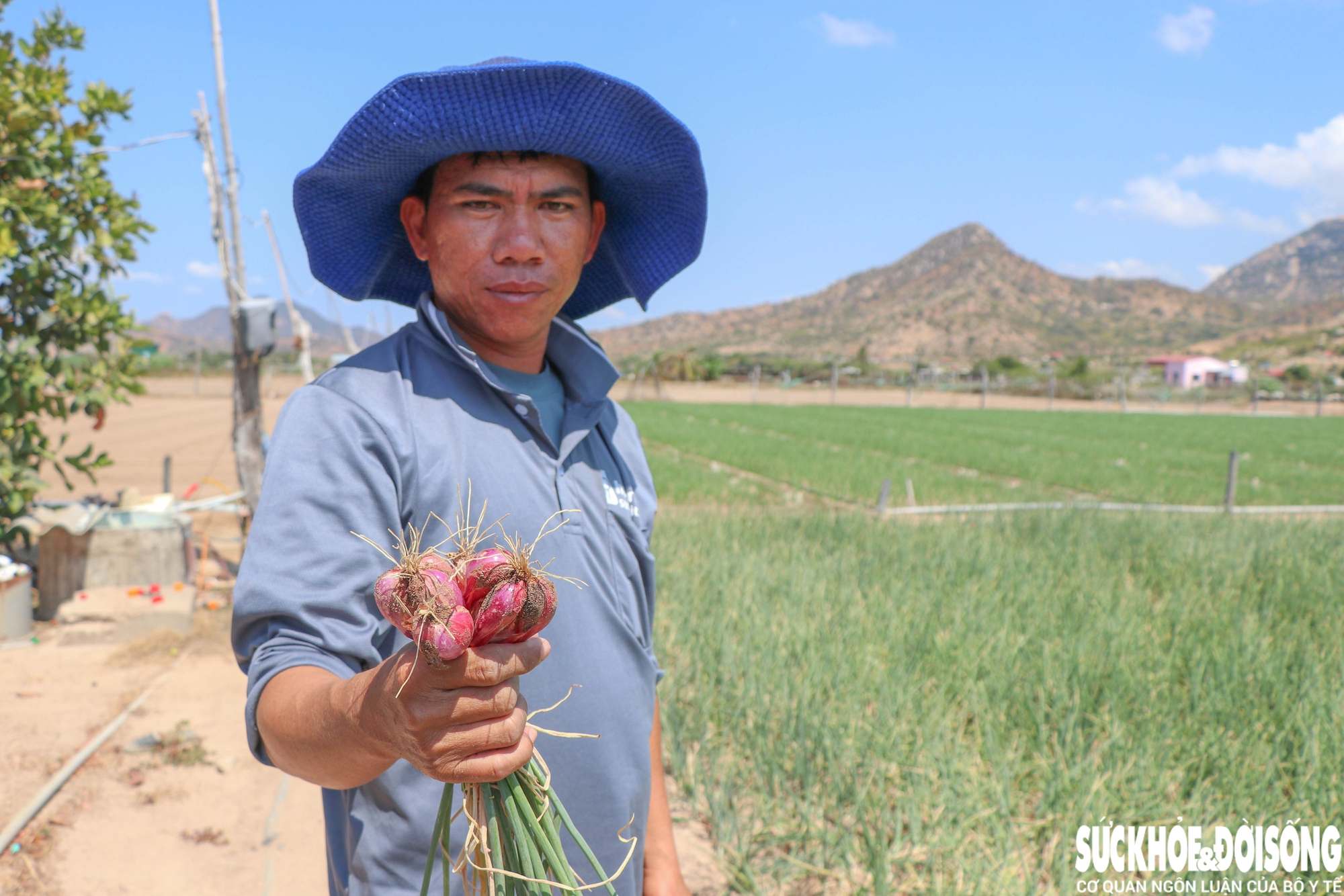 Vùng đất ‘tâm hạn’ ở Khánh Hoà được hồi sinh- Ảnh 3.