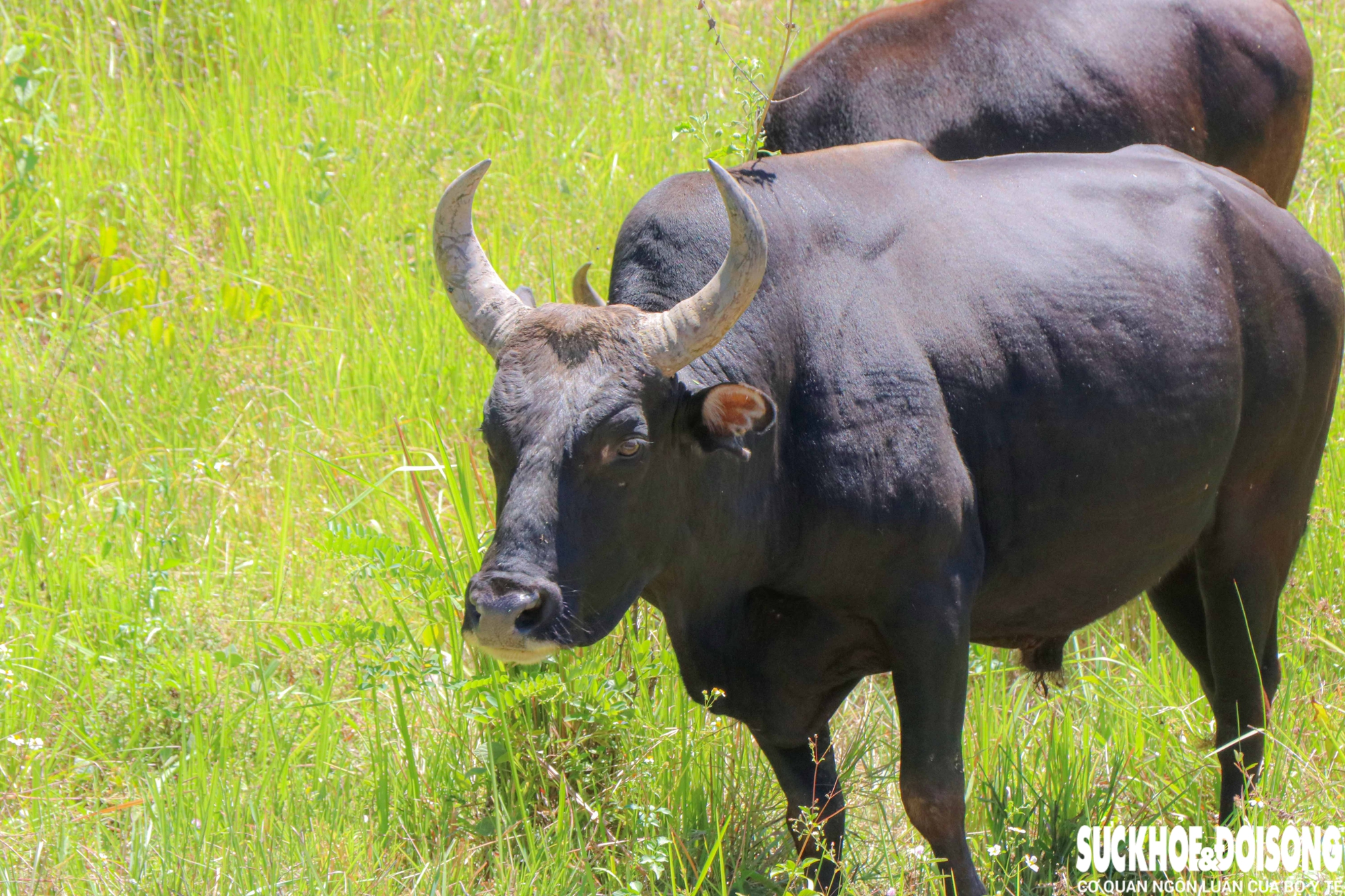 Đàn động vật quý hiếm ở Khánh Hòa thích nghi tốt, mở hướng bảo tồn nguồn gen quý- Ảnh 2.