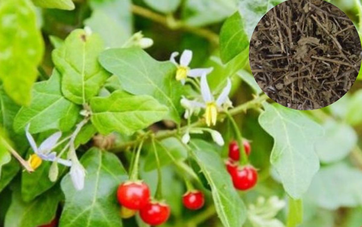 5 vị thuốc dưỡng gan vào mùa xuân- Ảnh 3.