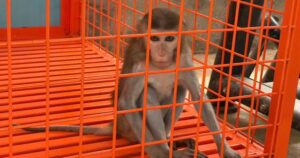 Phú Thọ: Khỉ vàng quý hiếm bị nhốt trong nhà dân nhiều năm