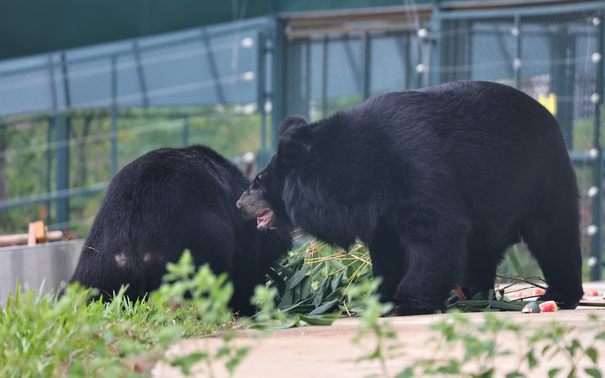 Cận cảnh bên trong trung tâm cứu hộ gấu tại Vườn quốc gia Bạch Mã
