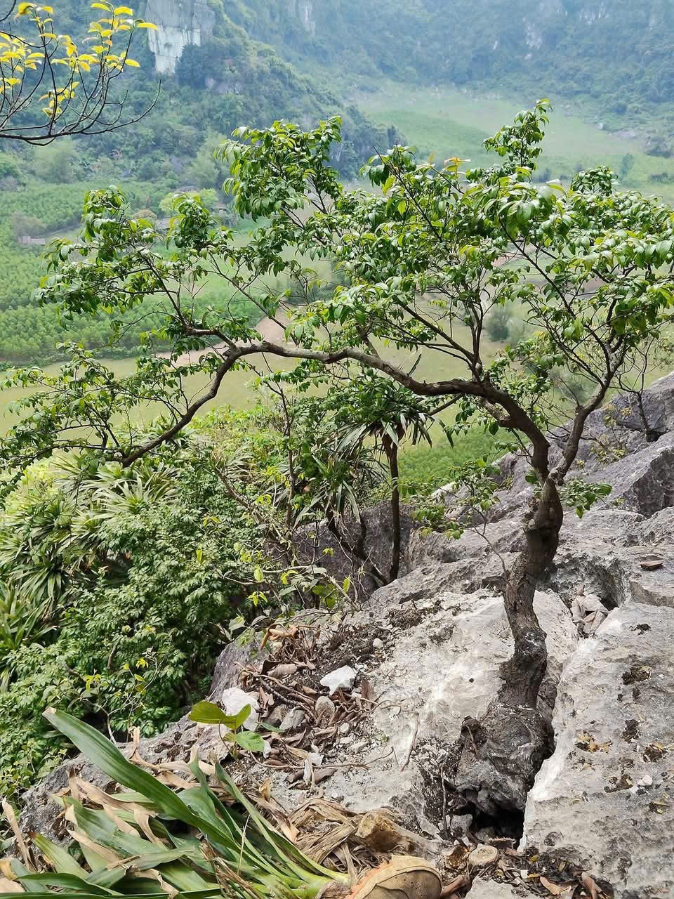 Cây muội hồng sau khi tịch thu có thể trồng lại về tự nhiên không?- Ảnh 2.