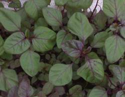 Rau dền thanh nhiệt, mát gan