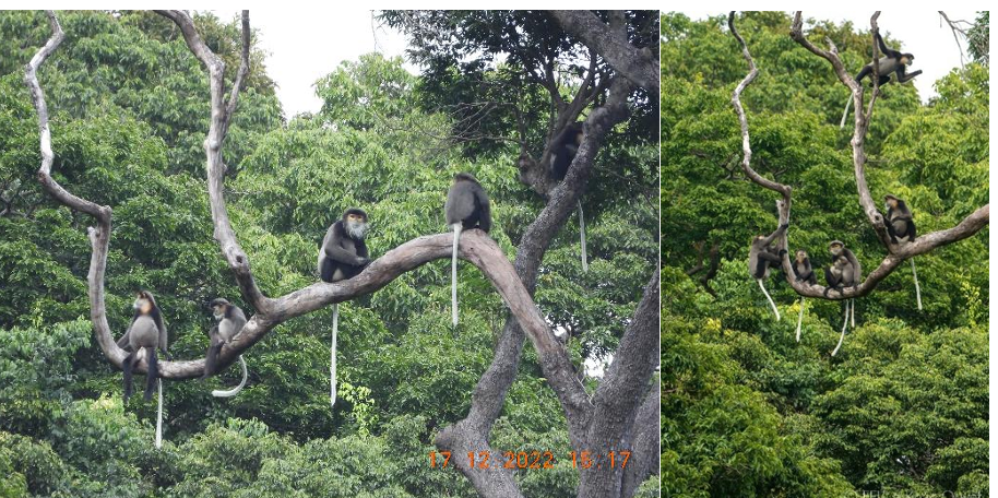 Những 'gia đình' voọc chà vá chân đen quý hiếm sinh sống tại Khánh Hòa- Ảnh 1.
