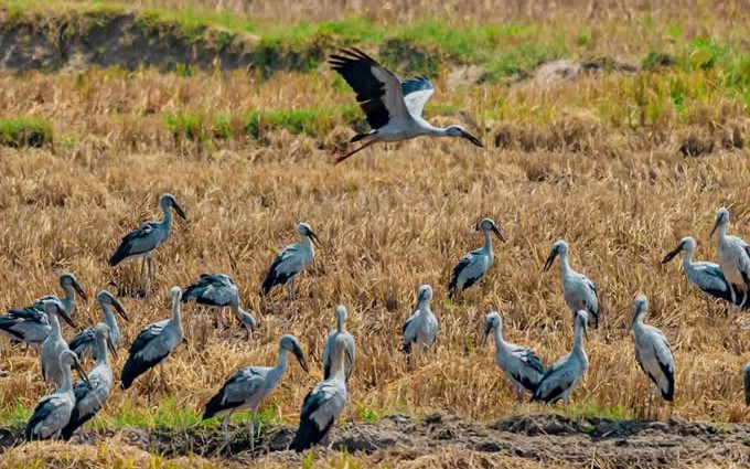 Video ngắm đàn cò nhạn quý hiếm tung cánh trên đồng lúa ở Huế- Ảnh 3.