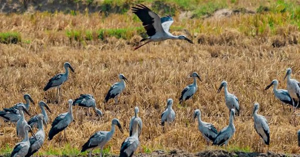 Cò nhạn quý hiếm xuất hiện ở nhiều địa phương, người dân nên làm gì?