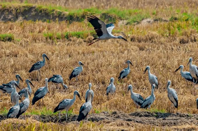 Cò nhạn quý hiếm xuất hiện ở nhiều địa phương, người dân nên làm gì?- Ảnh 1.