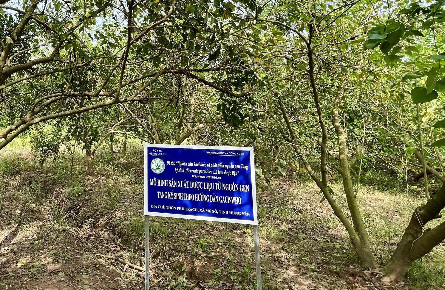 Dược liệu Việt Nam: Lợi thế vàng và cơ hội bứt phá trong kỷ nguyên công nghệ- Ảnh 3.