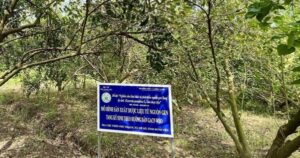 Dược liệu Việt Nam: Lợi thế vàng và cơ hội bứt phá trong kỷ nguyên công nghệ