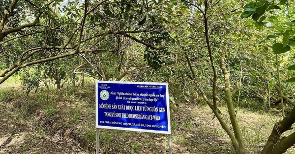 Dược liệu Việt Nam: Lợi thế vàng và cơ hội bứt phá trong kỷ nguyên công nghệ