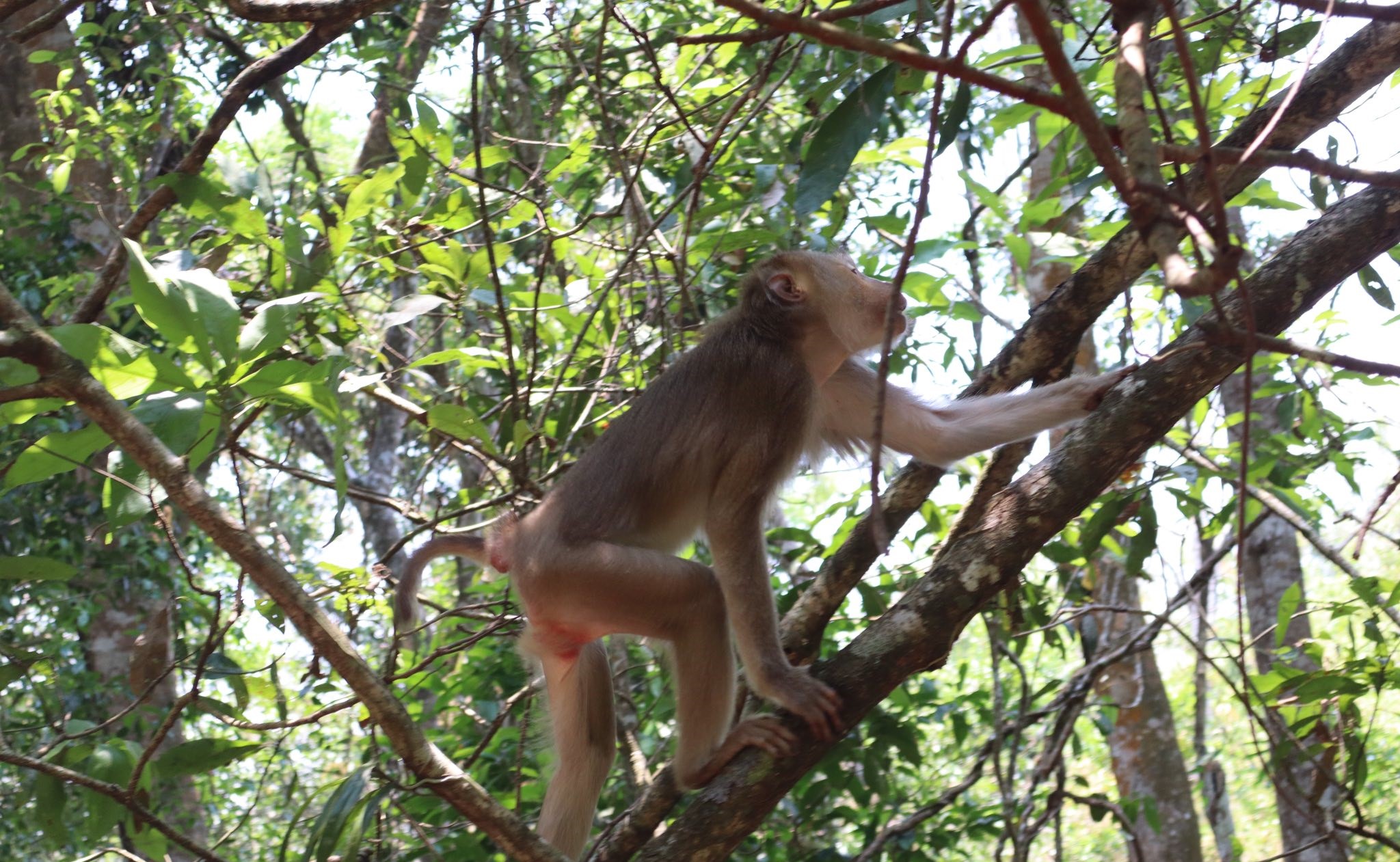 Hình ảnh ấn tượng về động vật quý hiếm khi được thả về rừng- Ảnh 2.