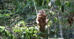 Nhiều động vật quý hiếm được thả về đại ngàn Đắk Lắk chỉ trong một ngày