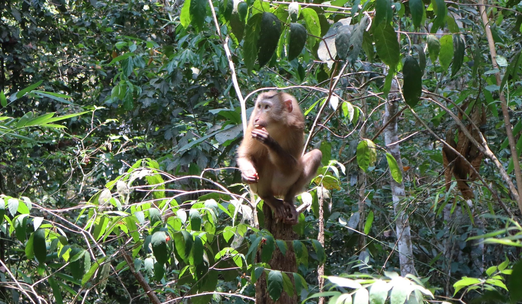 Nhiều động vật quý hiếm được thả về đại ngàn Đắk Lắk chỉ trong một ngày- Ảnh 3.