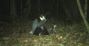 Hình ảnh ấn tượng về các loài động vật quý hiếm ở Hòn Bà của Khánh Hòa