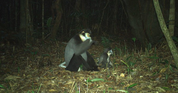 Hình ảnh ấn tượng về các loài động vật quý hiếm ở Hòn Bà của Khánh Hòa