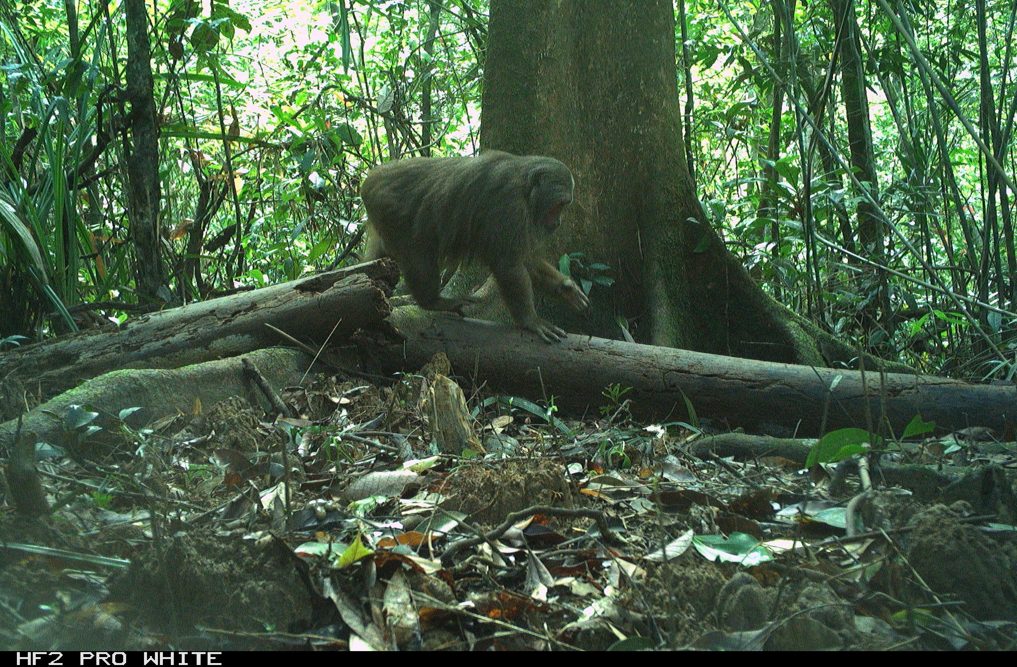 Hình ảnh ấn tượng về các loài động vật quý hiếm ở Hòn Bà của Khánh Hòa- Ảnh 5.