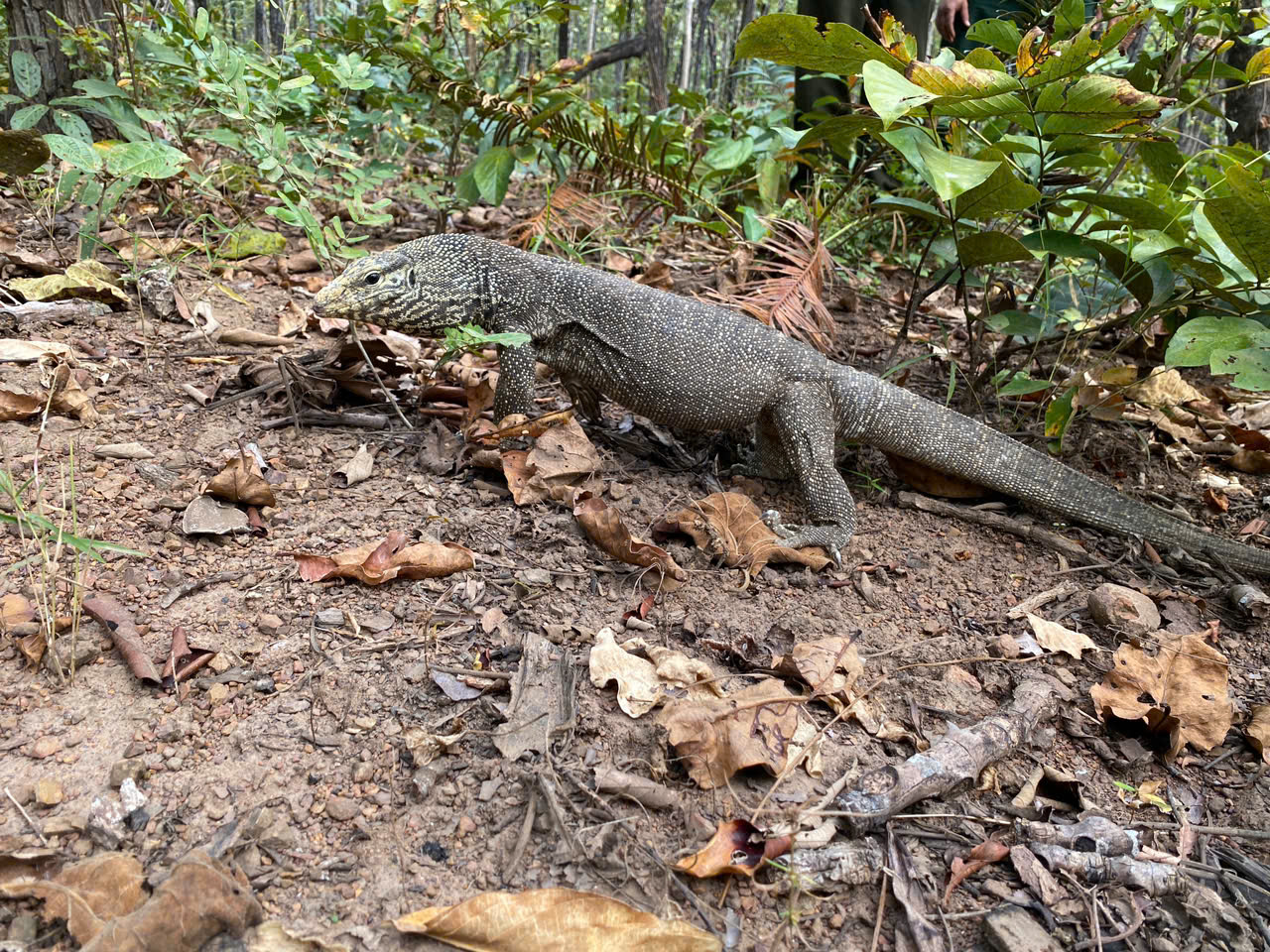 Hình ảnh ấn tượng về động vật quý hiếm khi được thả về rừng- Ảnh 7.