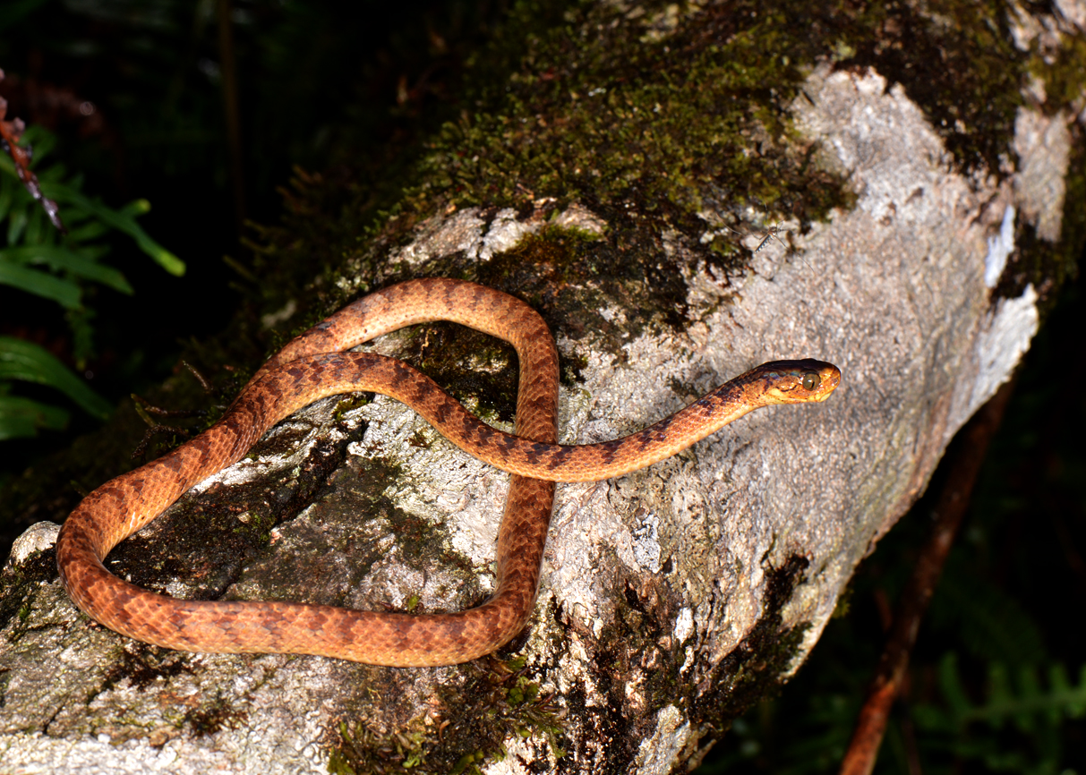 Hình ảnh ấn tượng về các loài động vật quý hiếm ở Hòn Bà của Khánh Hòa- Ảnh 8.