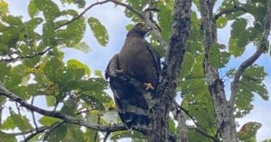 Hình ảnh ấn tượng về động vật quý hiếm khi được thả về rừng